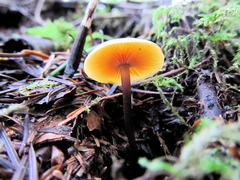 Heimiomyces fulvipes