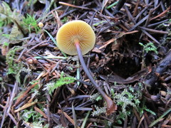 Heimiomyces fulvipes