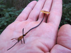 Heimiomyces fulvipes