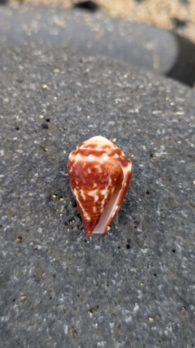 Conus chaldaeus, 2025-12-02