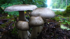 Agaricus moelleri