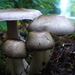 Inky Agaricus - Photo (c) Drew T Henderson, some rights reserved (CC BY-SA), uploaded by Drew T Henderson