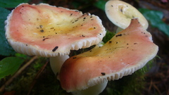 Russula bicolor