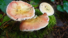 Russula bicolor