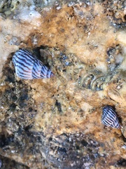 Echinolittorina