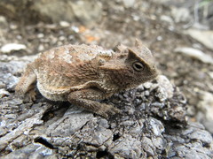 Phrynosoma taurus