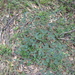 Desmodium brachypodum - Photo (c) Rush Ecology, μερικά δικαιώματα διατηρούνται (CC BY-NC), uploaded by Rush Ecology