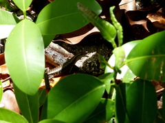 Emoia atrocostata