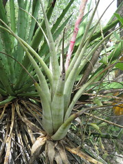 Tillandsia califanii