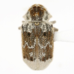 Trichodesma pulchella