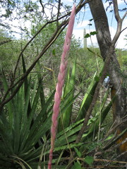 Tillandsia califanii