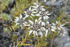 Leontopodium