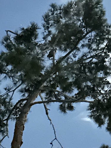 View observation of {o.common_name} on iNaturalist