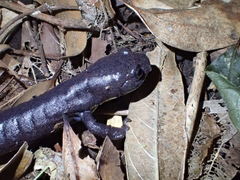 Ringtail Salamander photo 5