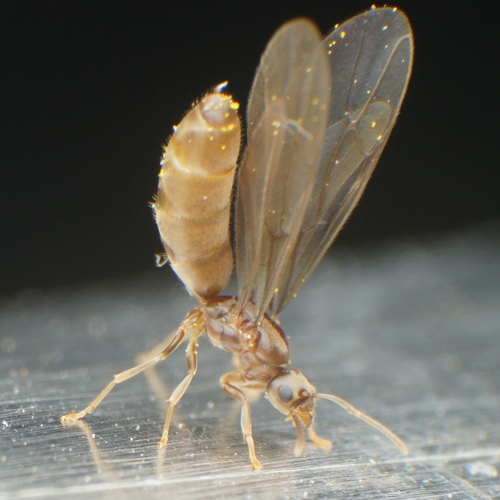 Paraparatrechina sakurae (Paraparatrechina sakurae)