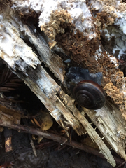 Helminthoglypta sequoicola