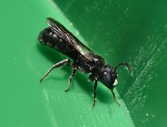 Ceratina cucurbitina