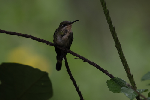 Marvelous Spatuletail (Loddigesia mirabilis), photo 9