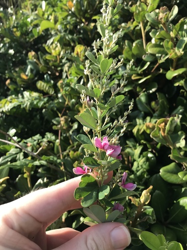 Lespedeza × kagoshimensis iNat (3)