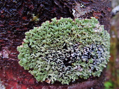 Menegazzia subsimilis