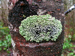 Menegazzia subsimilis