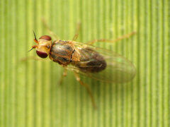 Elachiptera