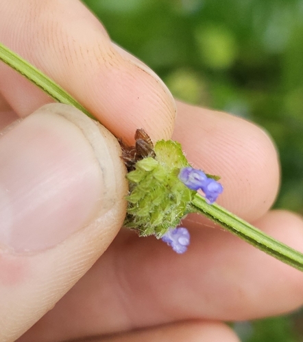 Venturing Sage (Salvia lasiocephala)