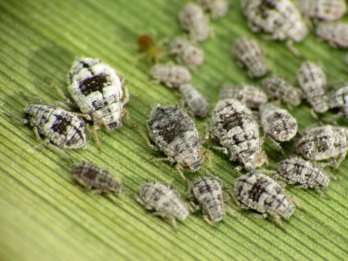 Giant Reed Aphid