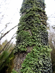 Menegazzia subsimilis