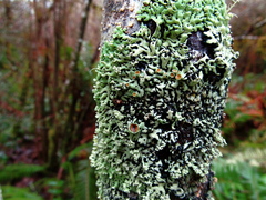 Menegazzia subsimilis