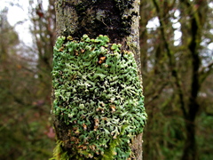 Menegazzia subsimilis