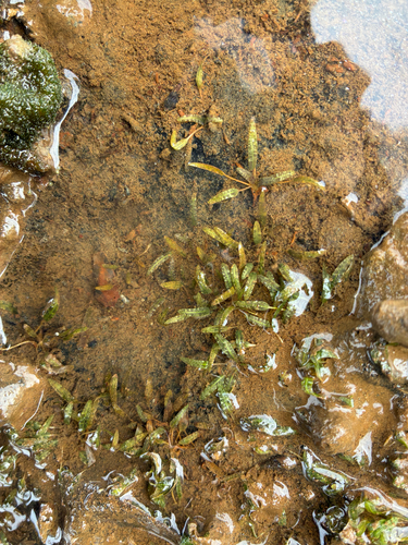 Halophila beccarii observed 2025-12-03