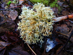 Sphaerophorus venerabilis