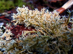 Sphaerophorus venerabilis