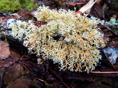 Sphaerophorus venerabilis