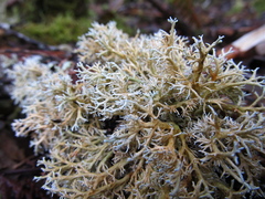 Sphaerophorus venerabilis