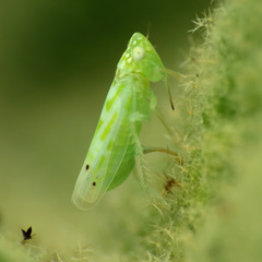 Micantulina stigmatipennis