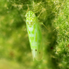 Micantulina stigmatipennis
