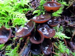 Pseudoplectania melaena