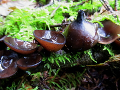 Pseudoplectania melaena