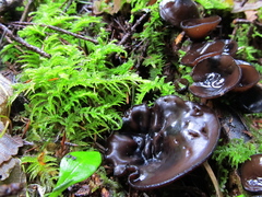 Pseudoplectania melaena