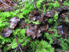 Pseudoplectania melaena