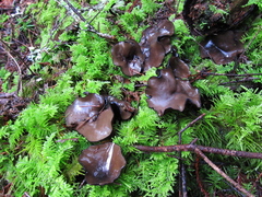 Pseudoplectania melaena