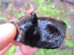 Pseudoplectania melaena