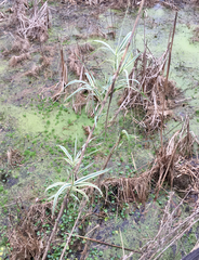 Arundo donax versicolor