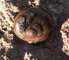 Xerarionta intercisa