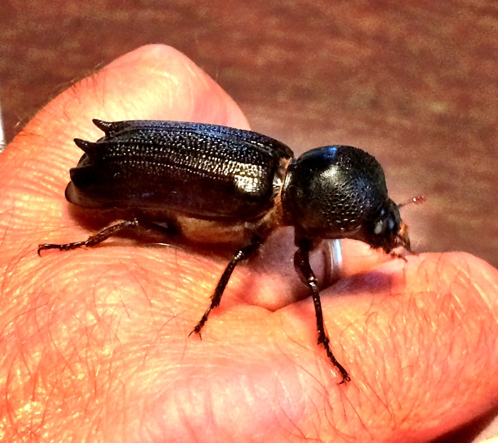 Giant Palm Borer