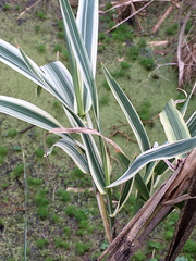 Arundo donax versicolor