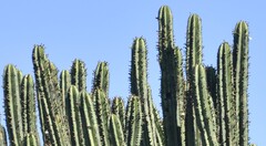 Myrtillocactus schenckii, photograph (c) Zac Peterson, some rights reserved (CC BY)