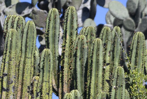 Myrtillocactus schenckii, photograph 5